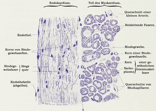 Fig. 110.