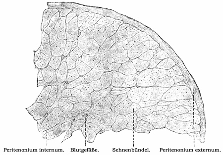 Fig. 127.