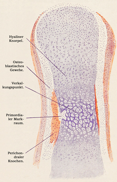 Fig. 129.