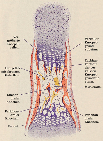 Fig. 130.
