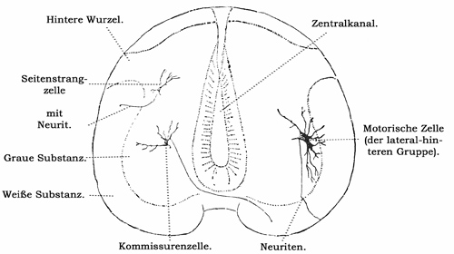 Fig. 144.