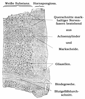 Fig. 148.