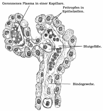 Fig. 161.