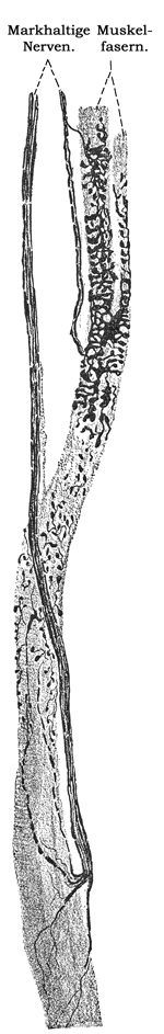 Fig. 176.