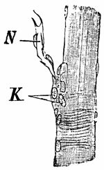 Fig. 178.