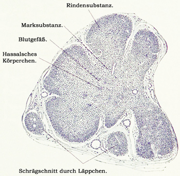 Fig. 183.