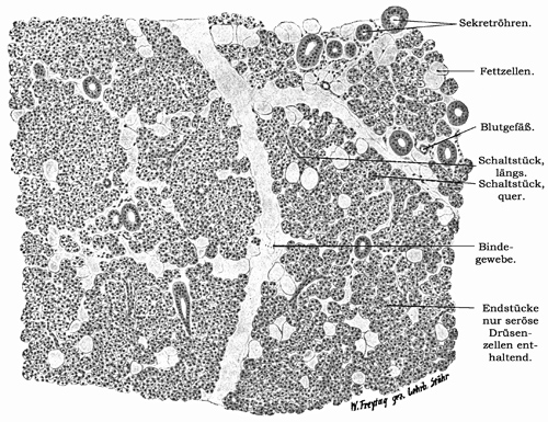Fig. 198.