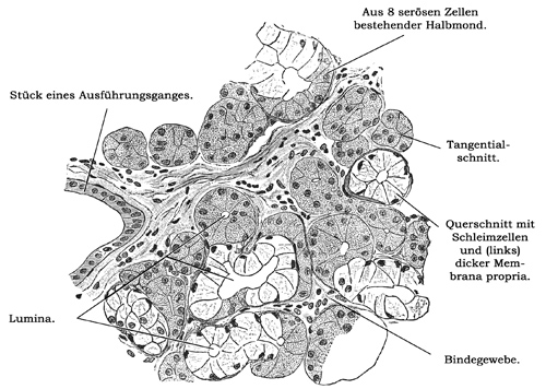 Fig. 202.