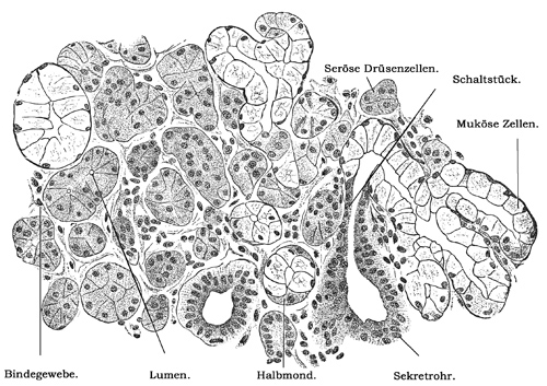 Fig. 205.