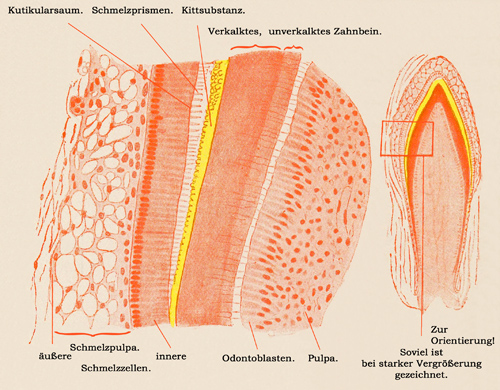 Fig. 214.