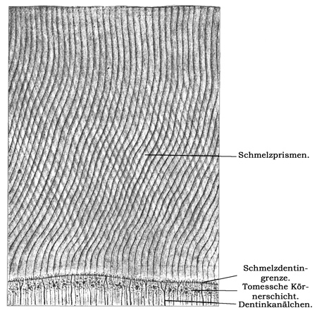Fig. 216.