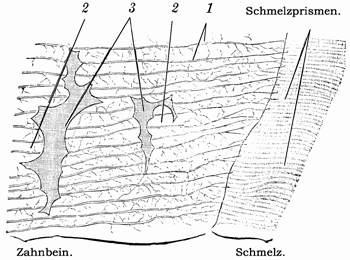 Fig. 217.