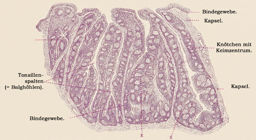 Fig. 227.