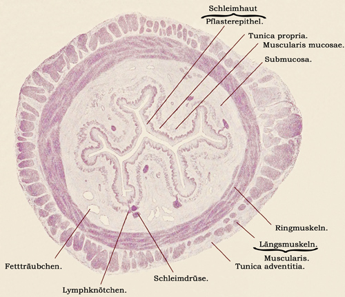Fig. 228.
