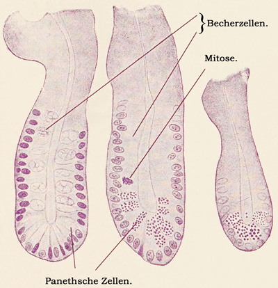 Fig. 236.