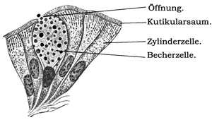 Fig. 237.