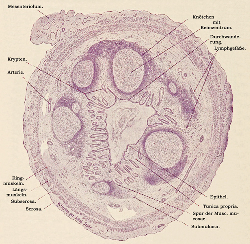 Fig. 242.
