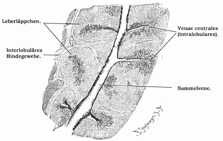 Fig. 256.