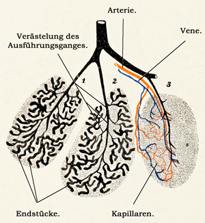 Fig. 267.