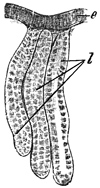 Fig. 276.