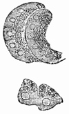 Fig. 277.