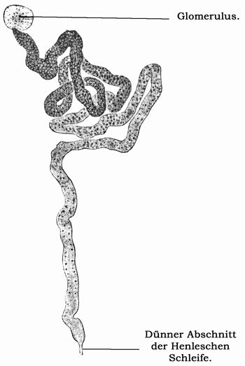 Fig. 290.