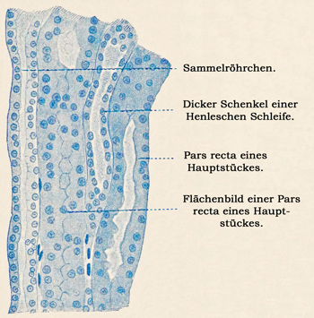 Fig. 291.