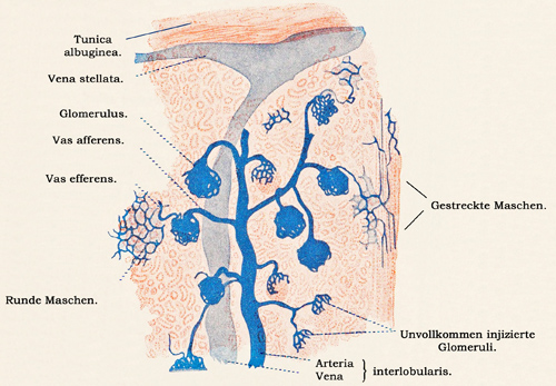 Fig. 293.