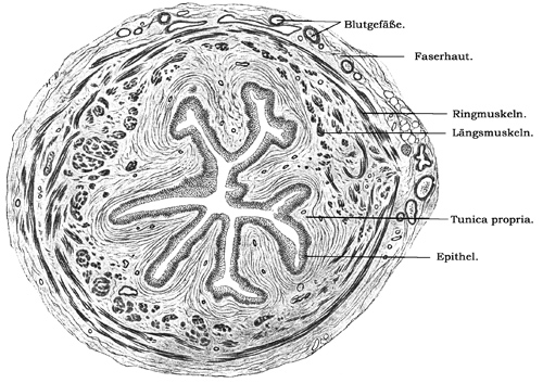 Fig. 296.
