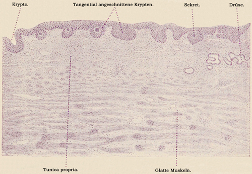 Fig. 297.