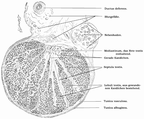 Fig. 299.