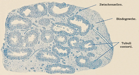 Fig. 300.