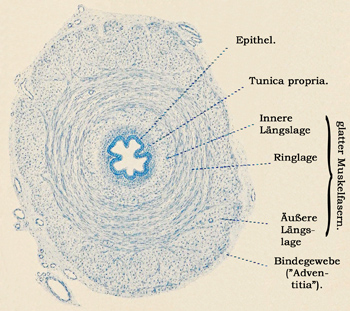 Fig. 306.