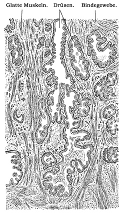 Fig. 307.