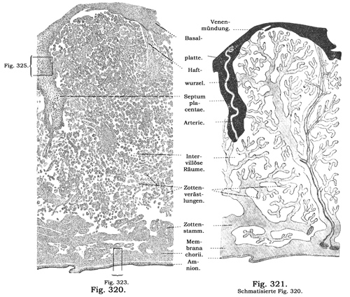 Fig. 320-321.