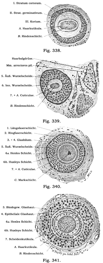 Fig. 338-341.