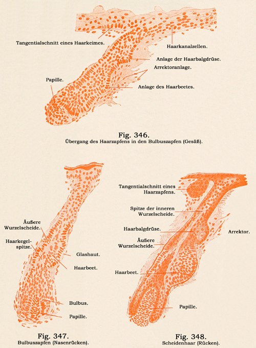 Fig. 346-348.