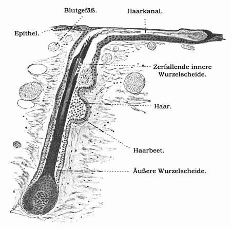 Fig. 350.