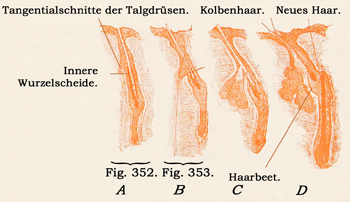 Fig. 351.