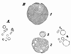Fig. 360.