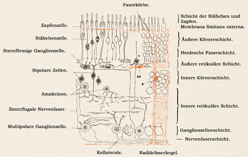 Fig. 361.