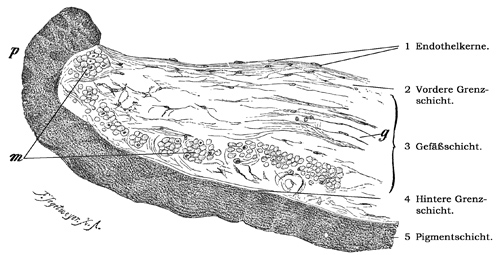 Fig. 369.