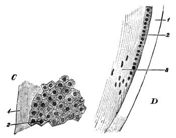 Fig. 371.