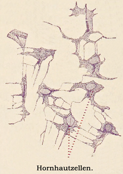 Fig. 374.