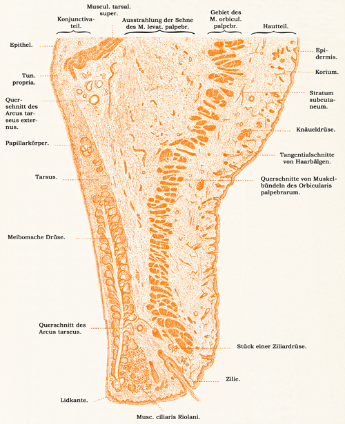 Fig. 377.