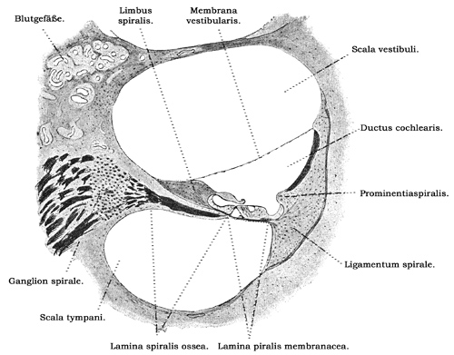 Fig. 381.