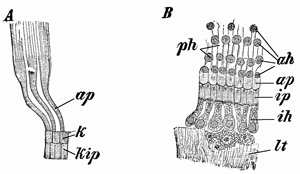 Fig. 386.