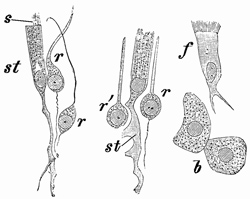 Fig. 393.