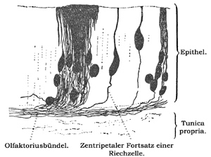 Fig. 394.