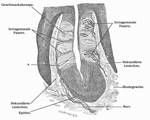 Fig. 399.